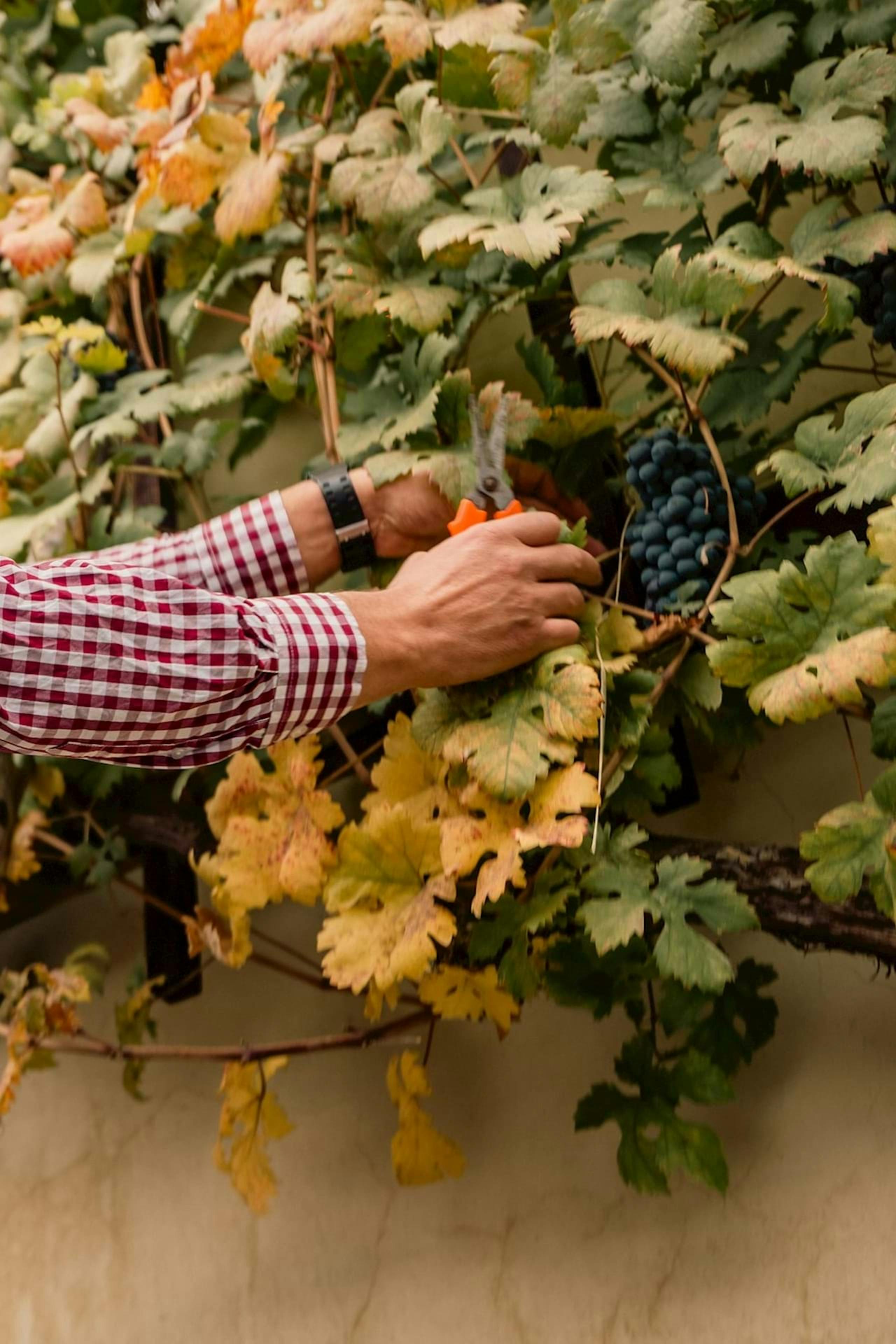 World's Oldest Grapevine
